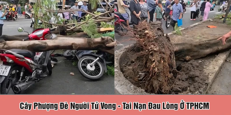 cây phượng đè người tử vong
