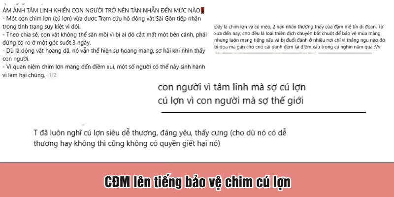 CĐM lên tiếng bảo vệ chim cú lợn