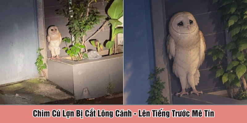 Chim cú lợn bị cắt lông cánh