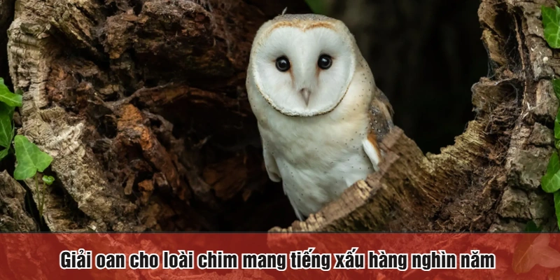 Giải oan cho loài chim mang tiếng xấu hàng nghìn năm