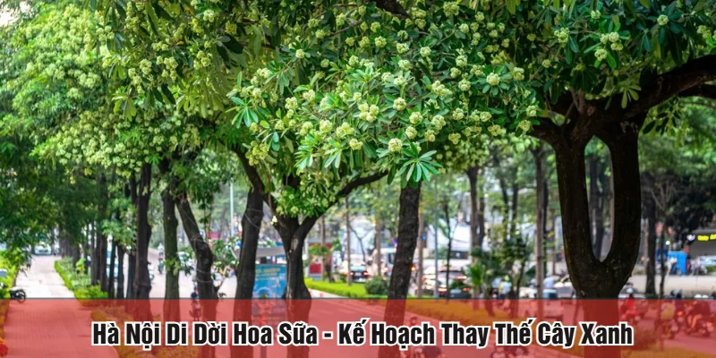 Hà Nội di dời hoa sữa