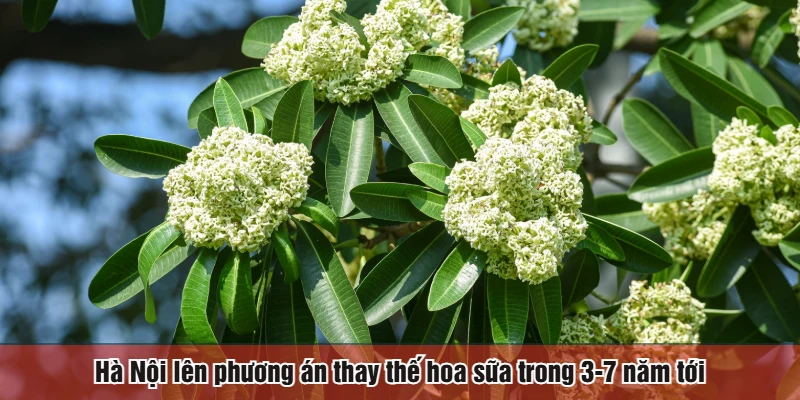 Hà Nội lên phương án thay thế hoa sữa trong 3-7 năm tới