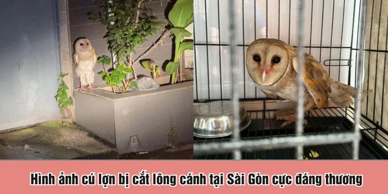 Hình ảnh cú lợn bị cắt lông cánh tại Sài Gòn cực đáng thương