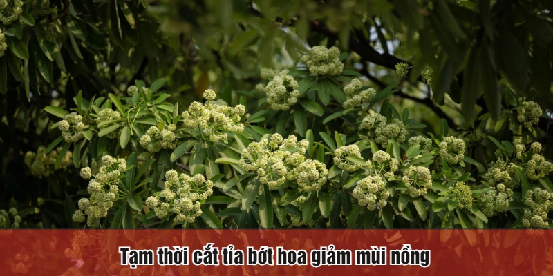 Tạm thời cắt tỉa bớt hoa giảm mùi nồng 