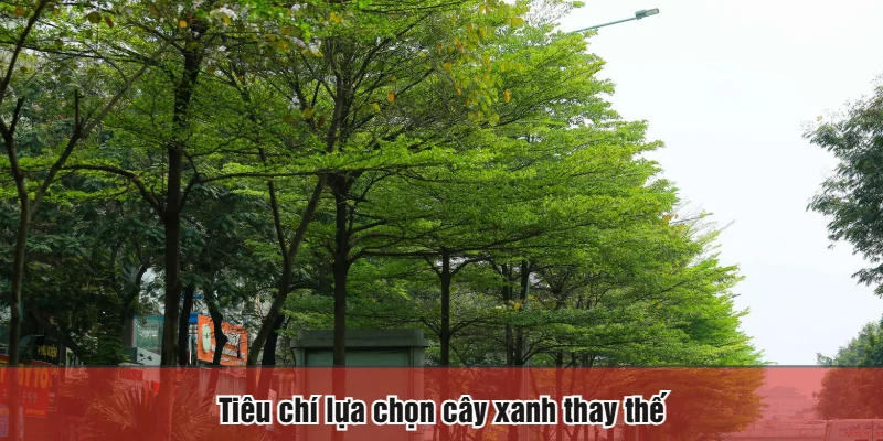 Tiêu chí lựa chọn cây xanh thay thế